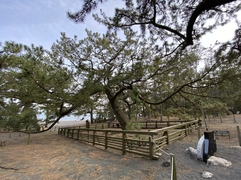 三保の松原の解説【世界遺産】羽衣伝説ストーリーから駐車場の場所まで