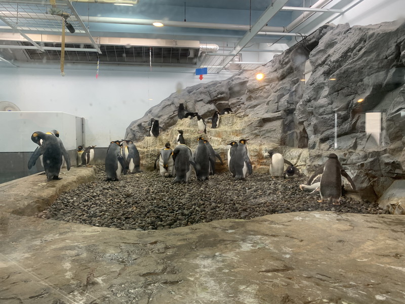 旭山動物園 旭川の動物園 はじめて攻略法 割引チケット 所要時間 ランチなど 国内観光500箇所