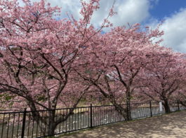 河津桜まつり